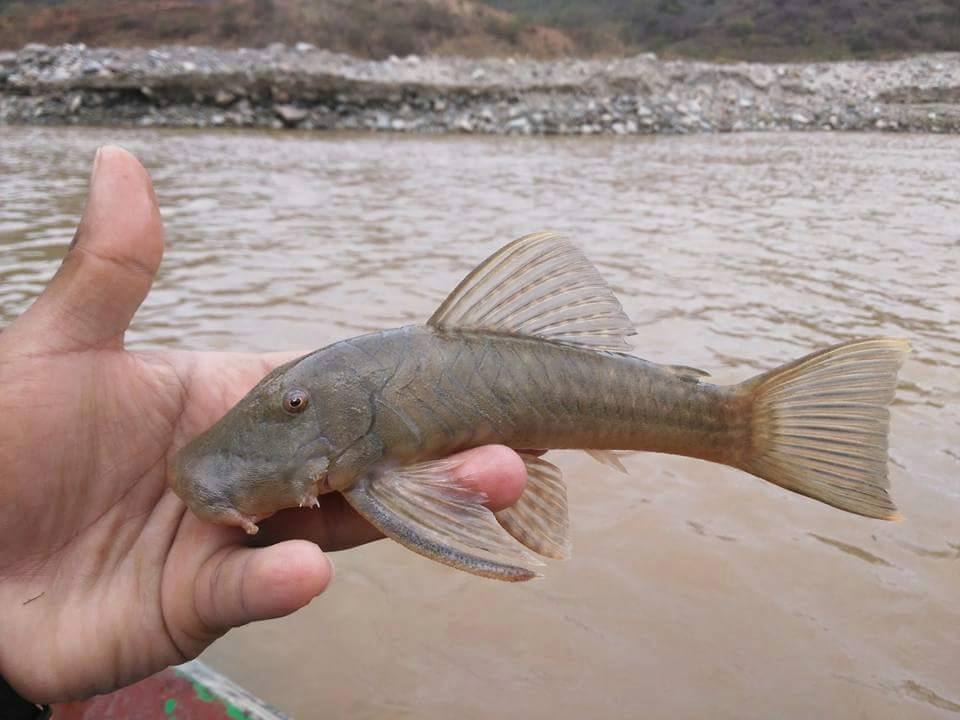 Peces rescatados Quimbo